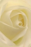 This close-up photograph draws you deeply into the heart of a single cream-white rose, its petals unfolding in a perfect spiral that feels almost meditative. The bloom fills the frame, so that every gentle curve and layered fold becomes a landscape of softness. Each petal is a tender shade of ivory, with hints of warm cream near the centre, as if touched by early morning light slipping over the rooftops of Charlton. The texture appears velvety yet matte, like silk brushed lightly by a fingertip, while faint, feathery shadows between the petals create a quiet sense of depth and mystery. There are no harsh lines or bright colours here, only the tranquil play of white, cream, and the softest butter tones, echoing the calm of a peaceful walk through a Charlton side street at dawn. The rose suggests emotions that are gentle but sincere-sympathy, remembrance, or the quiet reassurance of unconditional love. You can almost sense a delicate fragrance, clean and faintly sweet, lingering in the air like a whisper. This is the kind of bloom a local florist might select for a thoughtful condolence bouquet or a simple, elegant gift delivered to a home near Charlton Park, carrying comfort without needing to say a word. The composition speaks of care: the rose is perfectly fresh, its edges unblemished, every petal cradling the next in a serene embrace that reflects both nature's patience and the attentive eye of a skilled floral designer.